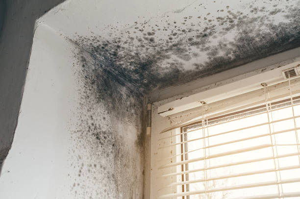 Affordable Mold Cleanup solutions in Silver Spring, MD