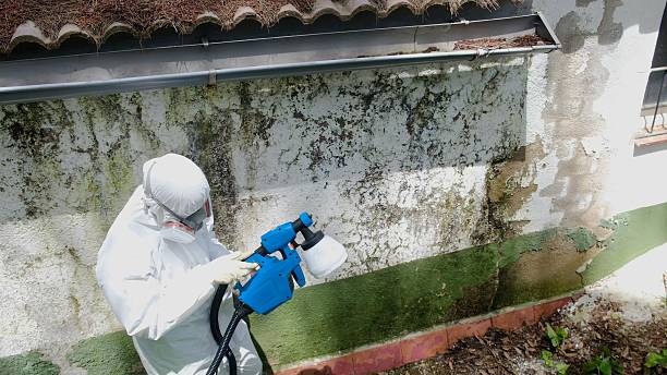 Top rated local Mold Cleanup specialists in Silver Spring, MD